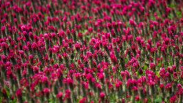 Desktop image. Flowers. ID:140555