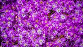 Desktop image. Flowers. ID:140665