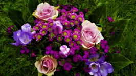 Desktop image. Flowers. ID:141065