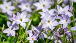 Desktop image. Flowers. ID:141096