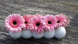 Desktop image. Flowers. ID:141229