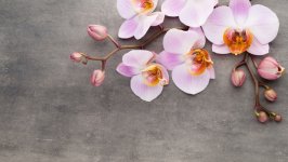 Desktop image. Flowers. ID:141287
