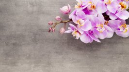 Desktop image. Flowers. ID:141288