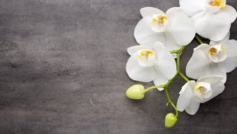 Desktop image. Flowers. ID:141290