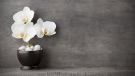 Desktop image. Flowers. ID:141386