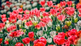 Desktop image. Flowers. ID:141388