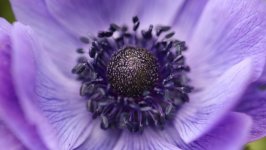 Desktop image. Flowers. ID:141596