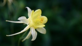 Desktop image. Flowers. ID:141887