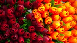Desktop image. Flowers. ID:141906