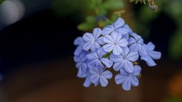 Desktop image. Flowers. ID:141907