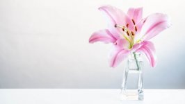 Desktop image. Flowers. ID:142045