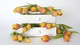 Desktop image. Flowers. ID:142286