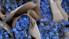 Desktop image. Flowers. ID:142621