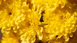 Desktop image. Flowers. ID:143055