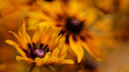 Desktop image. Flowers. ID:143173