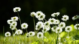 Desktop image. Flowers. ID:143222