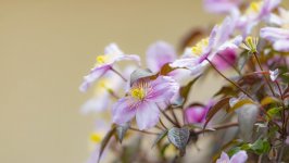 Desktop image. Flowers. ID:143472