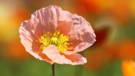 Desktop image. Flowers. ID:143515