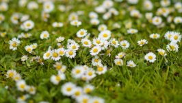 Desktop image. Flowers. ID:144011