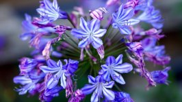 Desktop image. Flowers. ID:144414