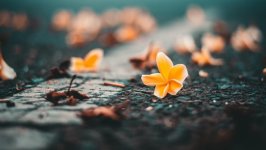 Desktop image. Flowers. ID:145217