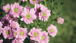 Desktop image. Flowers. ID:145280