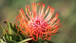 Desktop image. Flowers. ID:145481