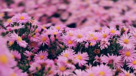 Desktop image. Flowers. ID:146011