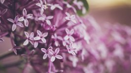 Desktop image. Flowers. ID:146724