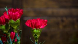 Desktop image. Flowers. ID:146793