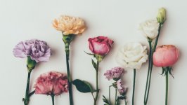 Desktop image. Flowers. ID:146954
