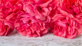 Desktop image. Flowers. ID:147084