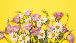 Desktop image. Flowers. ID:147382