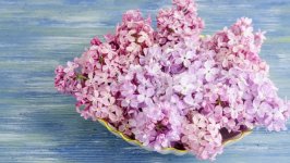 Desktop image. Flowers. ID:148054
