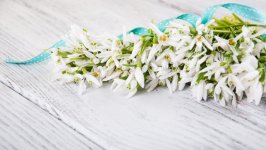 Desktop image. Flowers. ID:148287