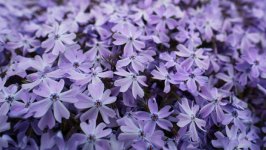 Desktop image. Flowers. ID:148313