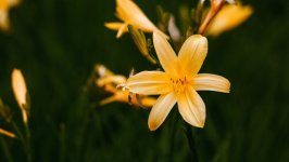 Desktop image. Flowers. ID:148357