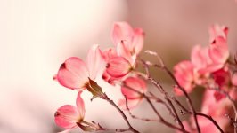 Desktop image. Flowers. ID:148360