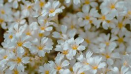 Desktop image. Flowers. ID:148363
