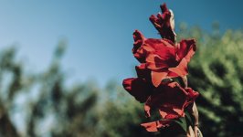 Desktop image. Flowers. ID:148404