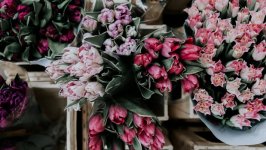 Desktop image. Flowers. ID:148405