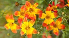 Desktop image. Flowers. ID:148426