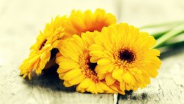 Desktop image. Flowers. ID:148612