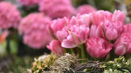 Desktop image. Flowers. ID:148627