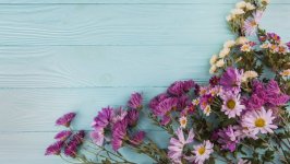 Desktop image. Flowers. ID:148754