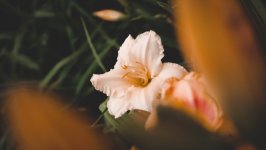 Desktop image. Flowers. ID:148830