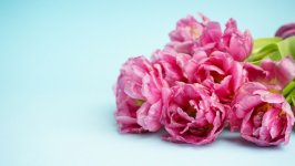 Desktop image. Flowers. ID:164415