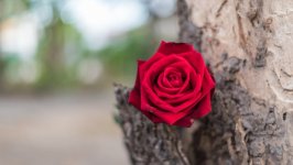 Desktop image. Flowers. ID:148958