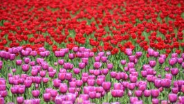 Desktop image. Flowers. ID:149144