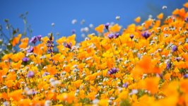 Desktop image. Flowers. ID:149153